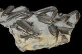 Fossil Belemnite (Paxillosus) Mortality Plate - Germany #129409-3
